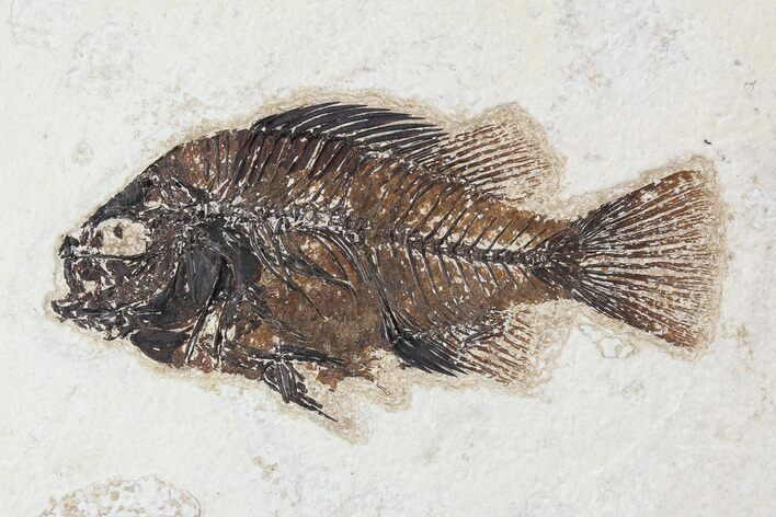 Cockerellites (Priscacara) Fossil Fish - Hanger Installed #88781